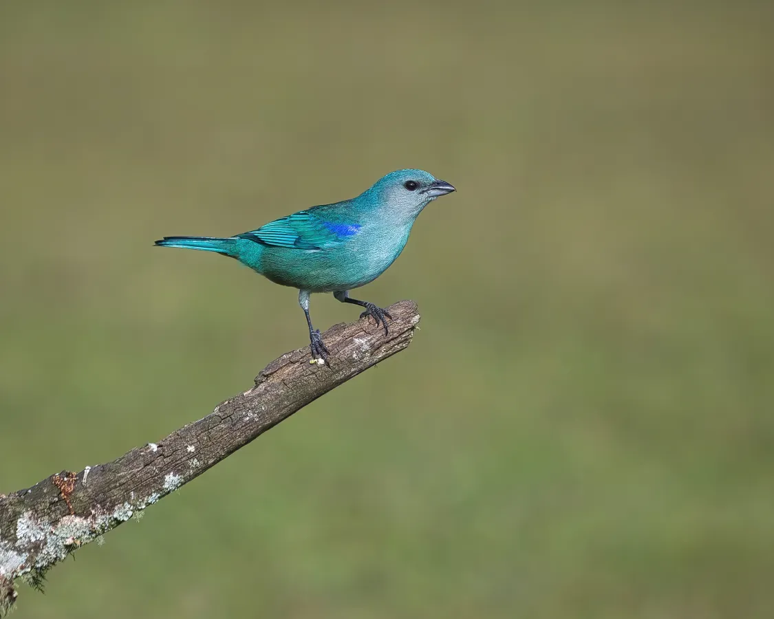 File:Thraupis cyanoptera por Luiz Alves (01).jpg