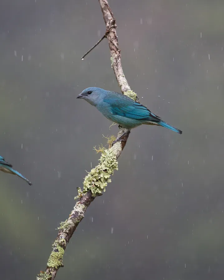 File:Thraupis cyanoptera por Luiz Alves (02).jpg