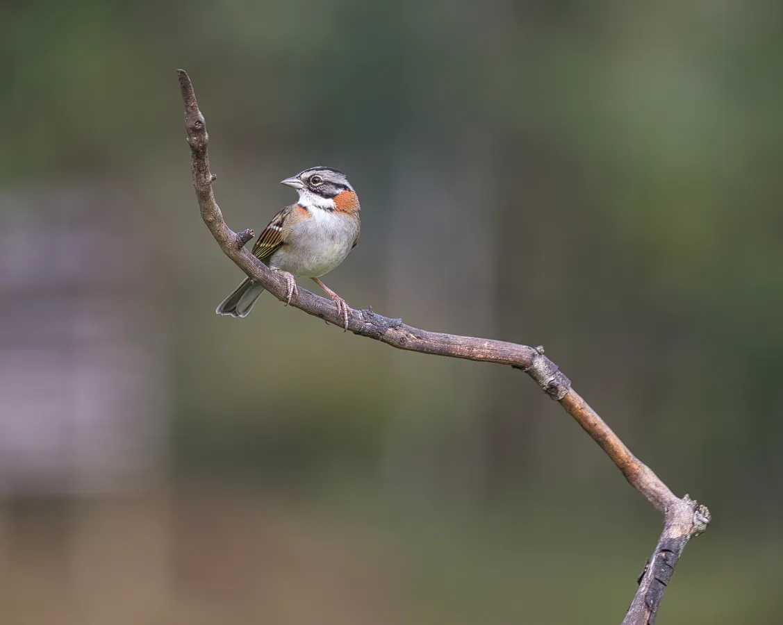File:Zonotrichia capensis por Luiz ALves (01).jpg