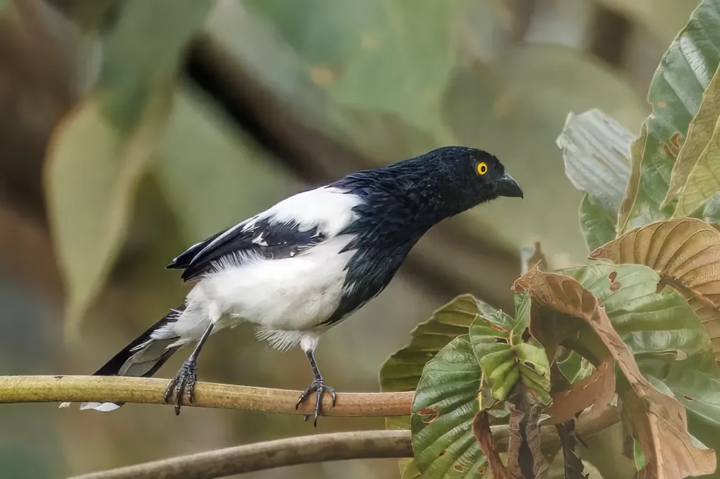 File:Magpie tanager (Cissopis leverianus leverianus) Sumaco.jpg