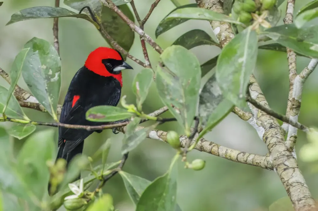 File:Masked crimson tanager (Ramphocelus nigrogularis) Rio Napo.jpg