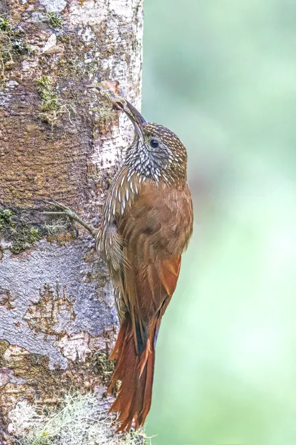 File:Montane woodcreeper (Lepidocolaptes lacrymiger aequatorialis) eating moth San Isidro.jpg
