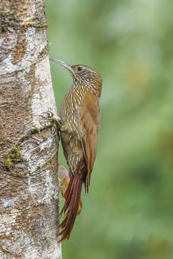 File:Montane woodcreeper (Lepidocolaptes lacrymiger aequatorialis) San Isidro.jpg