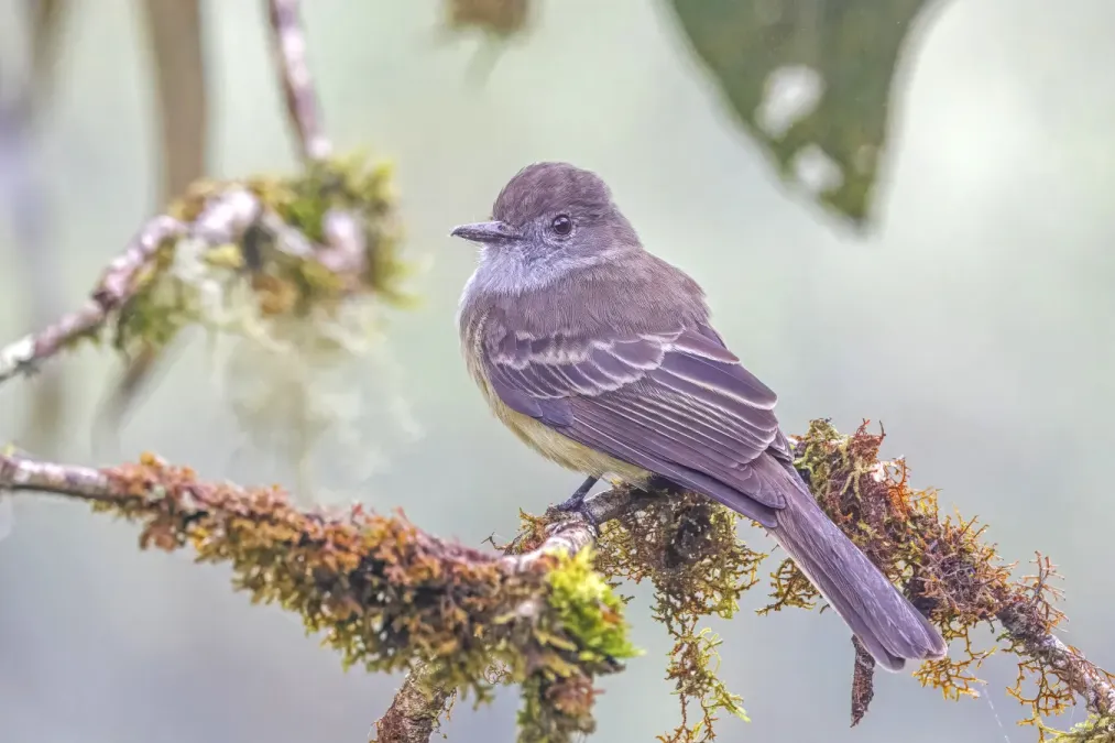 File:Pale-edged flycatcher (Myiarchus cephalotes cephalotes) San Isidro.jpg
