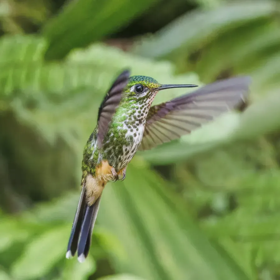 File:Peruvian racket-tail (Ocreatus peruanus) female in flight Sumaco.jpg