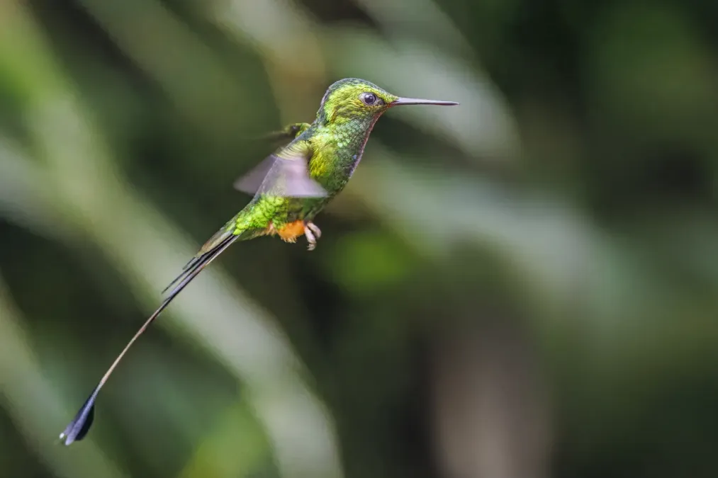 File:Peruvian racket-tail (Ocreatus peruanus) male in flight Sumaco.jpg