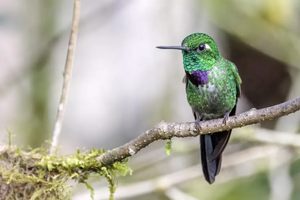 File:Purple-bibbed whitetip (Urosticte benjamini) male Paz de las Aves 2.jpg