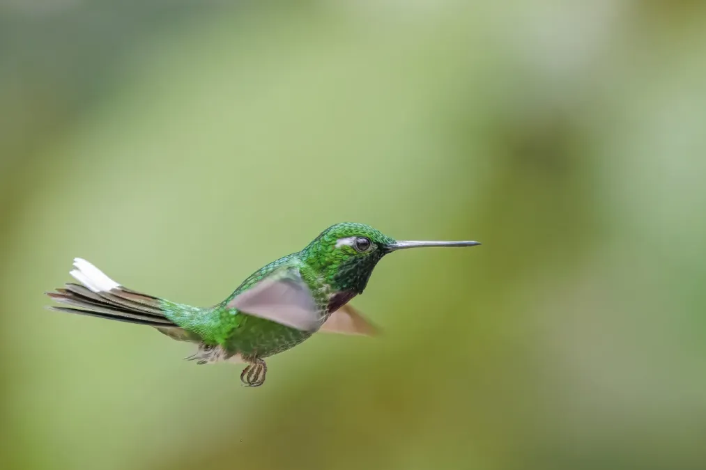 File:Purple-bibbed whitetip (Urosticte benjamini) male in flight Paz de las Aves.jpg