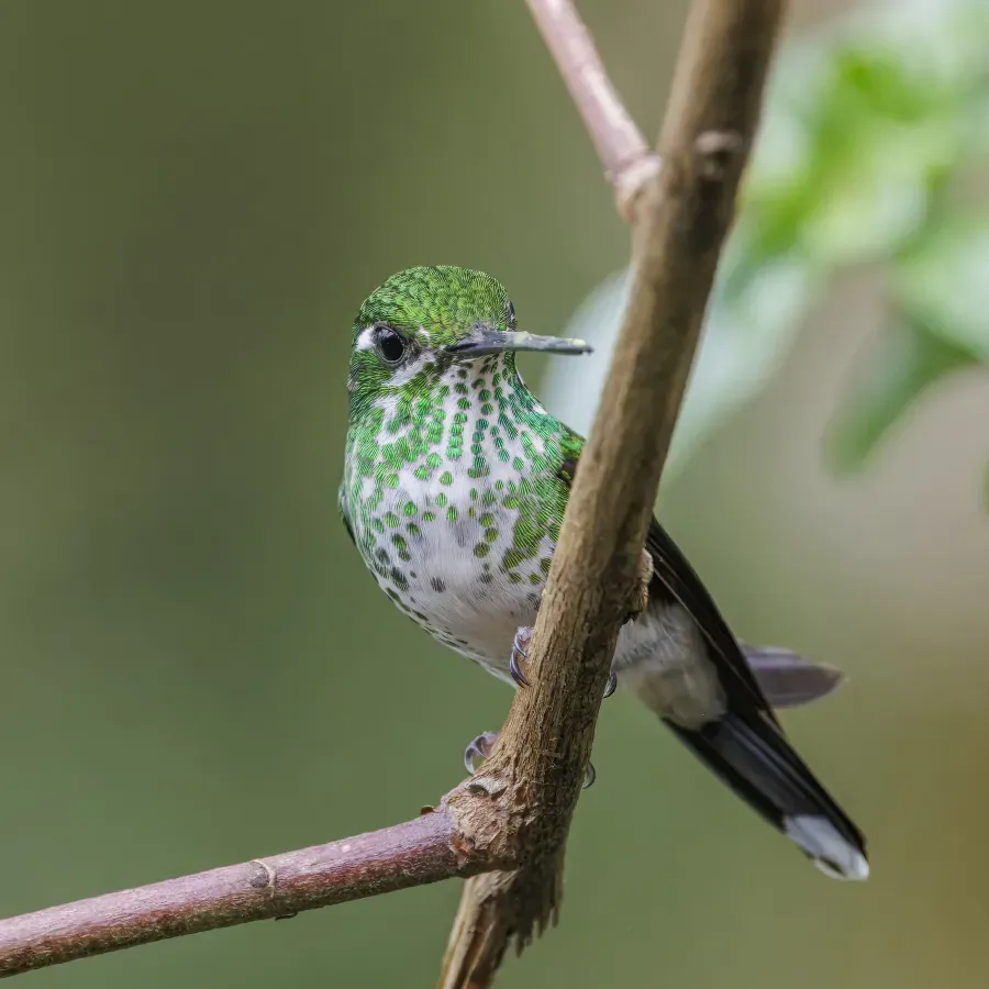 File:Purple-bibbed whitetip (Urosticte benjamini) female Paz de las Aves.jpg