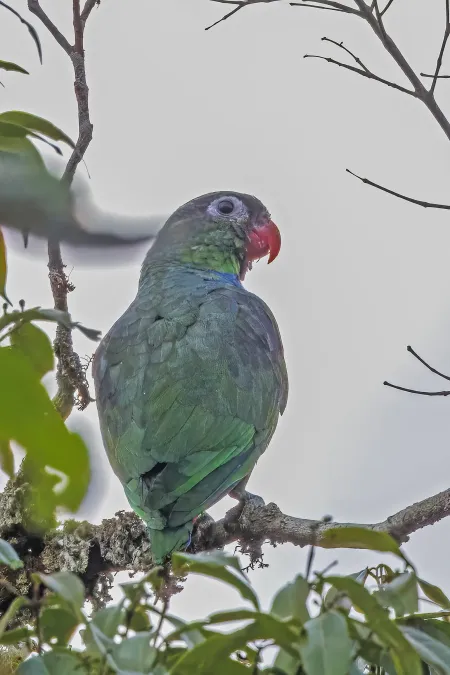 File:Red-billed parrot (Pionus sordidus) Sumaco.jpg