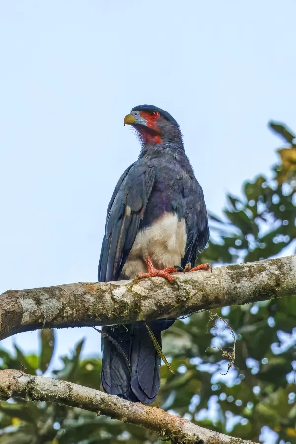 File:Red-throated caracara (Ibycter americanus) Rio Napo.jpg