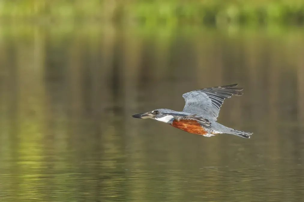 File:Ringed kingfisher (Megaceryle torquata) male in flight Rio Napo 2.jpg
