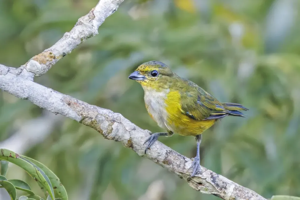 File:Rufous-bellied euphonia (Euphonia rufiventris rufiventris) female Rio Napo.jpg