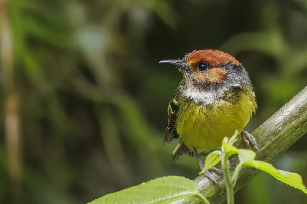 File:Rufous-crowned tody-flycatcher (Poecilotriccus ruficeps rufigenis) San Isidro.jpg