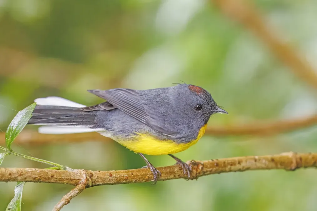 File:Slate-throated whitestart (Myioborus miniatus ballux) San Isidro.jpg