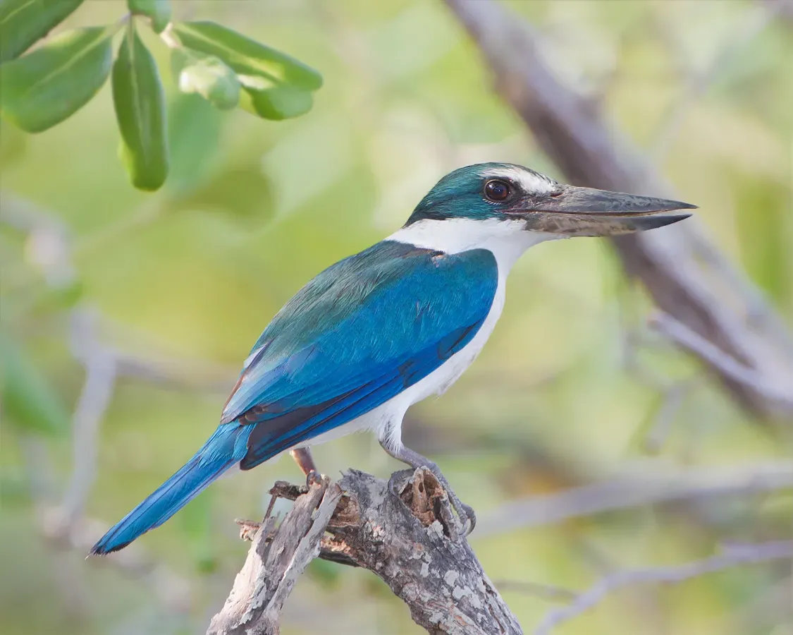 File:Todiramphus chloris 2 - Laem Phak Bia.jpg