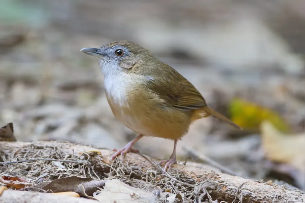 File:Malacocincla abbotti williamsoni - Khao Yai.jpg