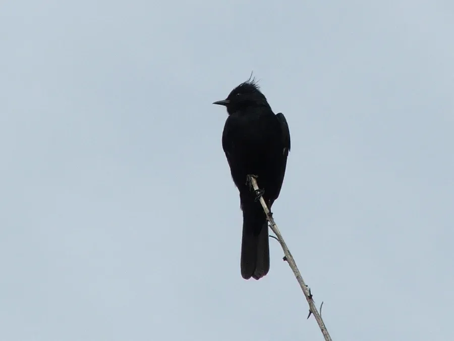 File:Knipolegus lophotes DCS.jpg