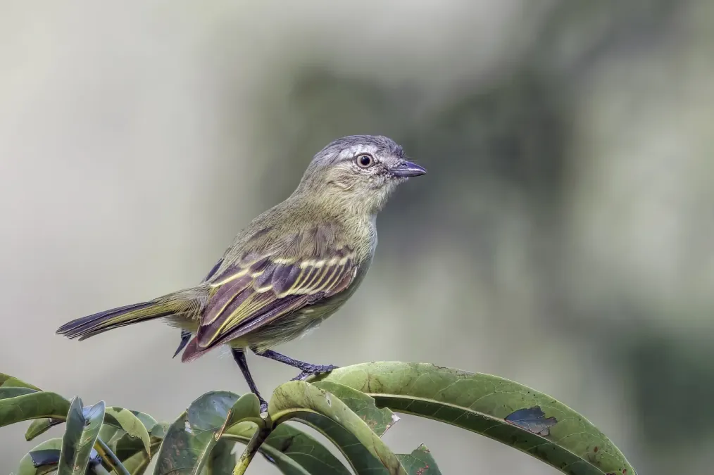 File:Slender-footed tyrranulet (Zimmerius gracilipes gracilipes) Rio Napo 2.jpg