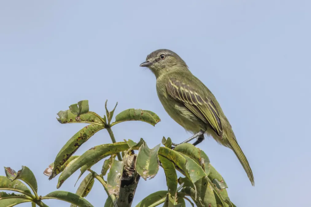File:Slender-footed tyrranulet (Zimmerius gracilipes gracilipes) Rio Napo 3.jpg