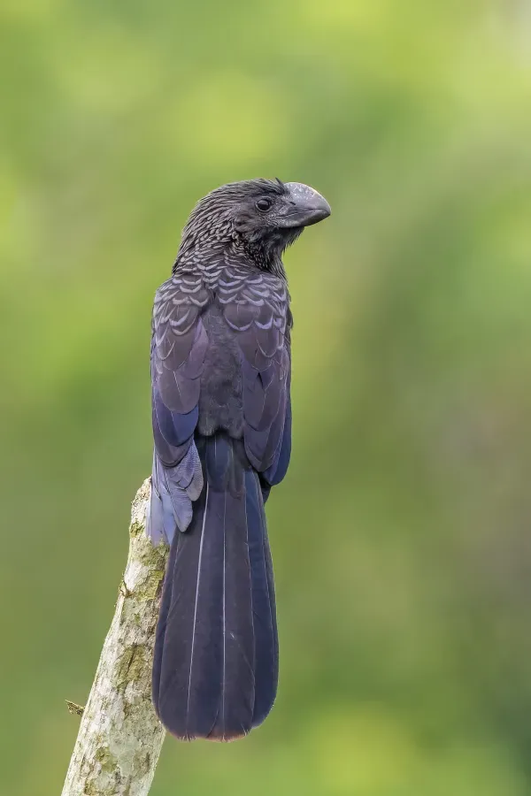 File:Smooth-billed ani (Crotophaga ani) Sumaco.jpg