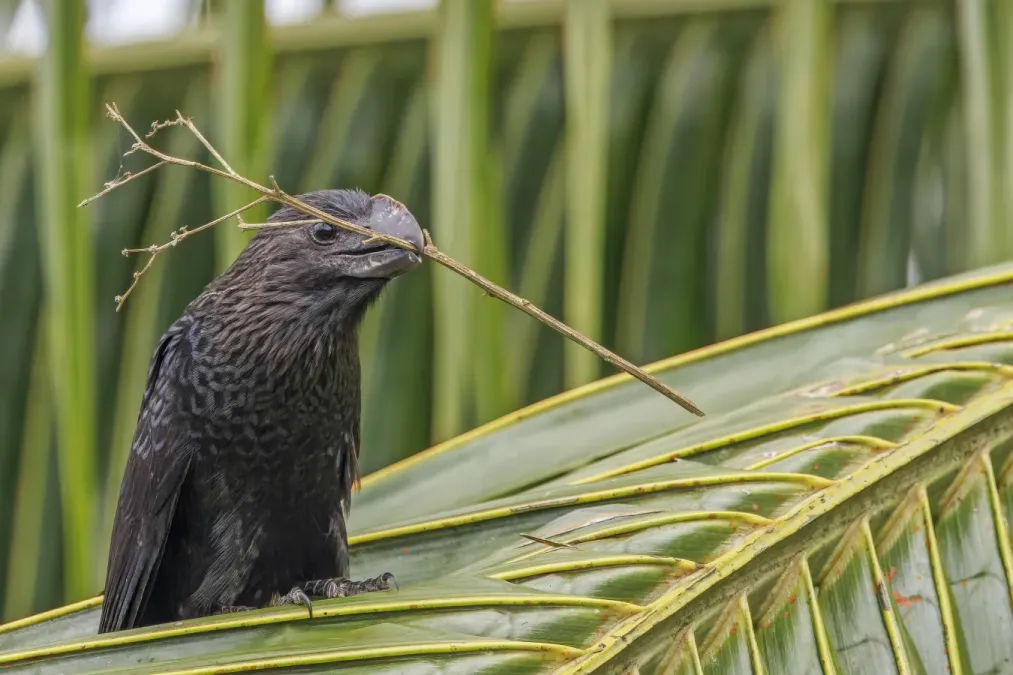 File:Smooth-billed ani (Crotophaga ani) with stick Sumaco.jpg