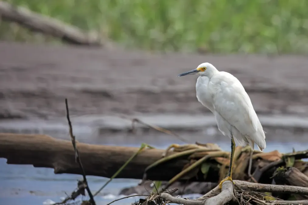 File:Snowy egret (Egretta thula thula) Rio Napo.jpg