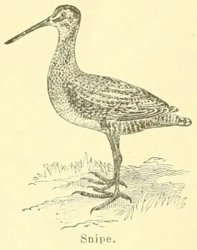 File:Gallinago delicata 1891.jpg