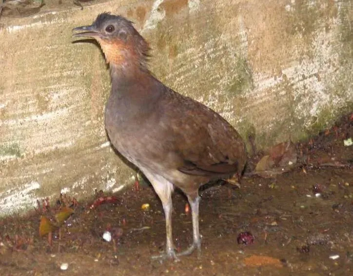 File:Crypturellus strigulosus.jpg