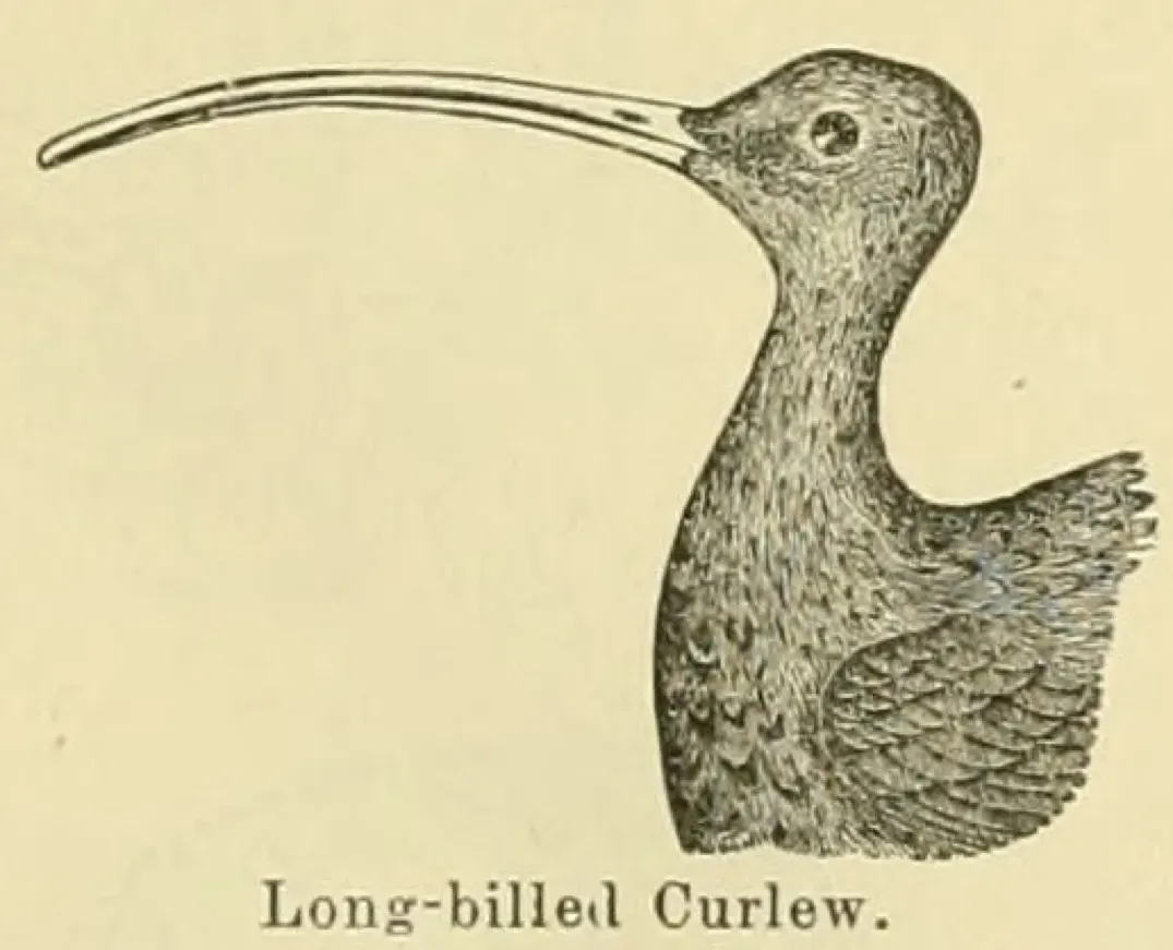 File:Numenius americanus 1891.jpg