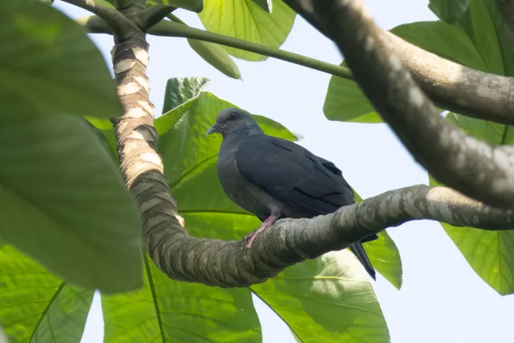 File:Columba malherbii 468911698.jpg