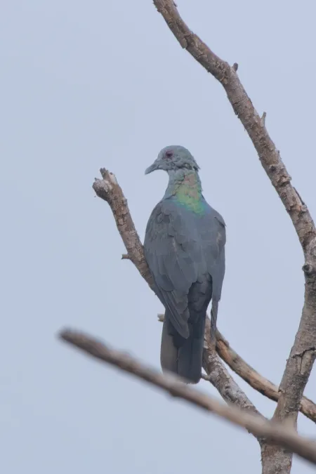 File:Columba malherbii 469103902.jpg