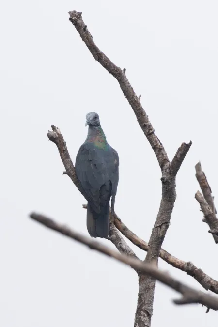 File:Columba malherbii 469103901.jpg