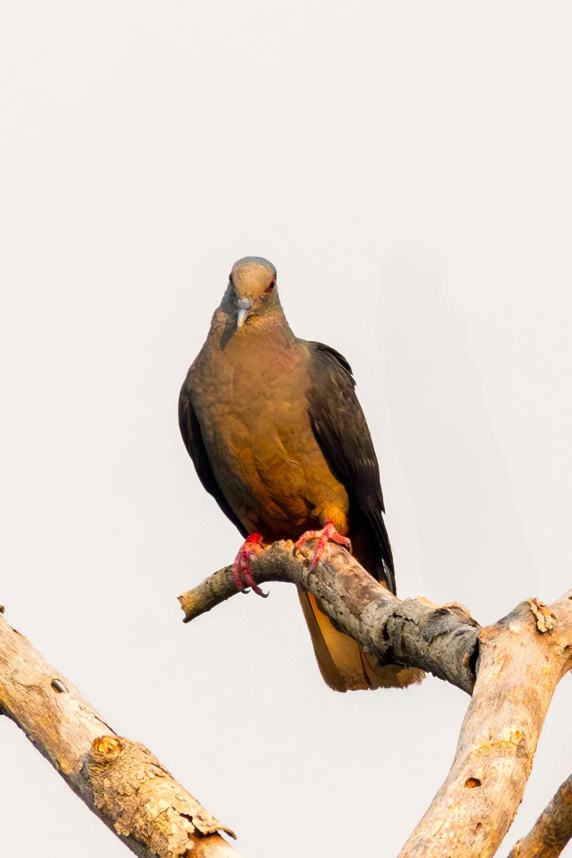 File:Columba malherbii 469354228.jpg