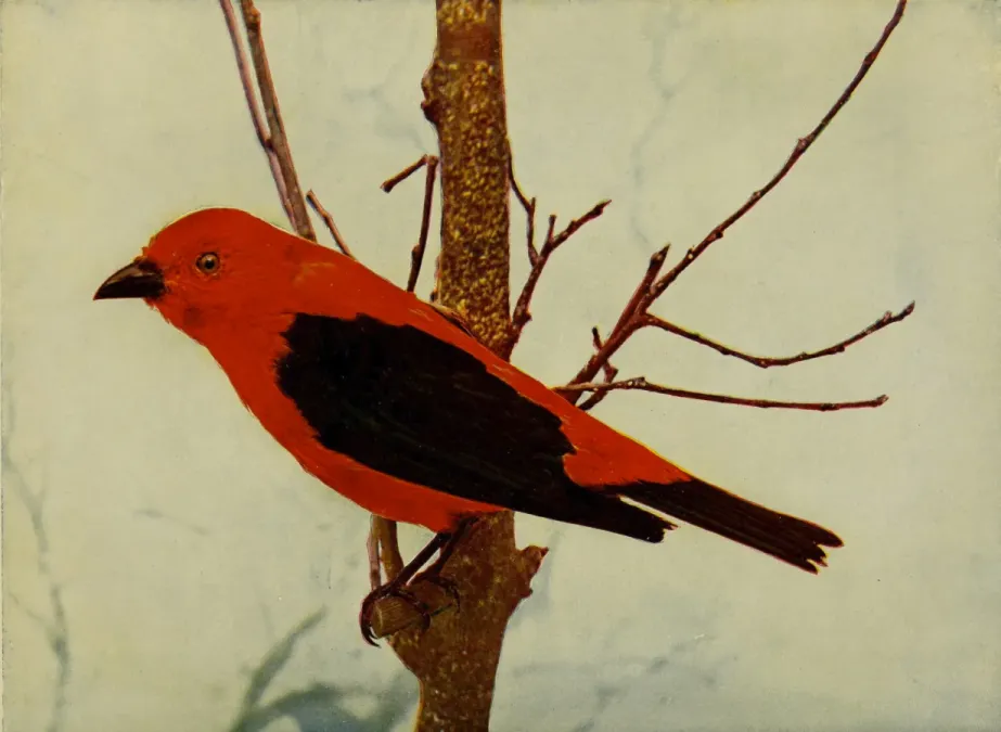 File:Piranga olivacea 1905.jpg