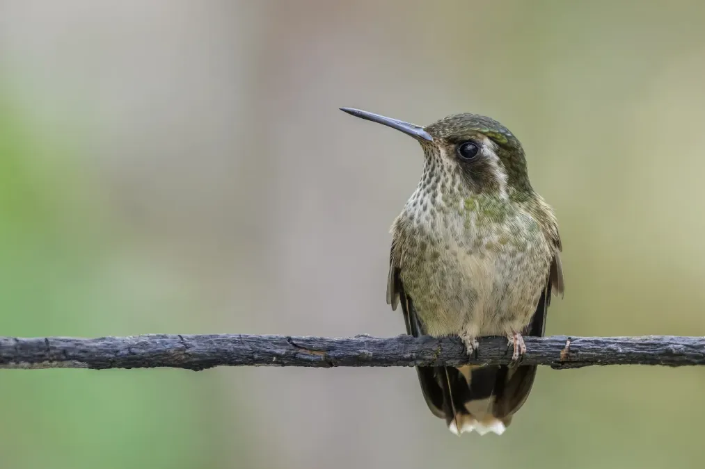 File:Speckled hummingbird (Adelomyia melanogenys maculata) Paz de las Aves.jpg