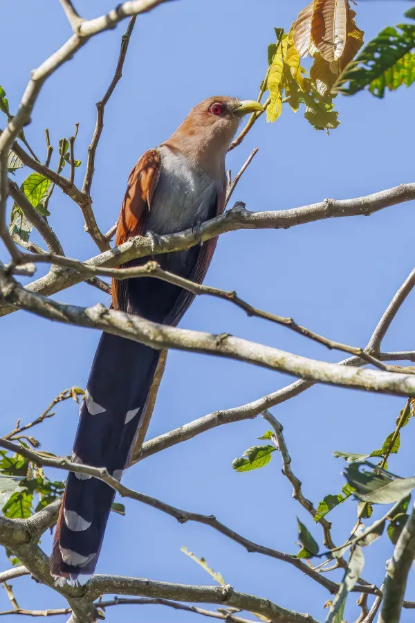File:Squirrel cuckoo (Piaya cayana mesura) Sumaco.jpg