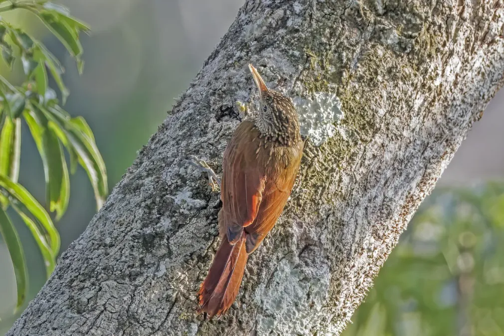 File:Straight-billed woodcreeper (Dendroplex picus peruvianus) Rio Napo.jpg