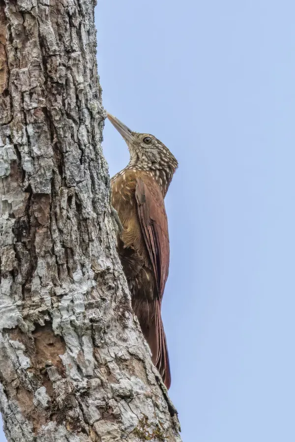 File:Straight-billed woodcreeper (Dendroplex picus peruvianus) Rio Napo 2.jpg