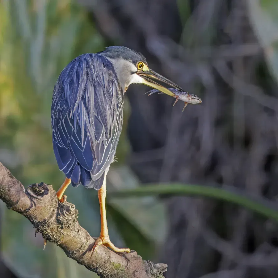File:Striated heron (Butorides striata) with fish Rio Napo 2.jpg