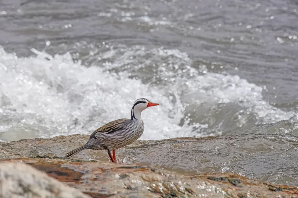 File:Torrent duck (Merganetta armata) male Cosanga.jpg
