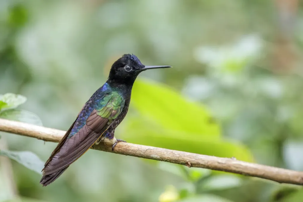 File:Velvet-purple coronet (Boissonneaua jardini) Paz de las Aves.jpg