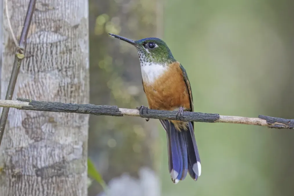 File:Violet-tailed sylph (Aglaiocercus coelestis coelestis) female Paz de las Aves.jpg