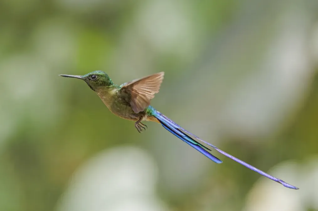 File:Violet-tailed sylph (Aglaiocercus coelestis coelestis) male in flight Paz de las Aves 2.jpg