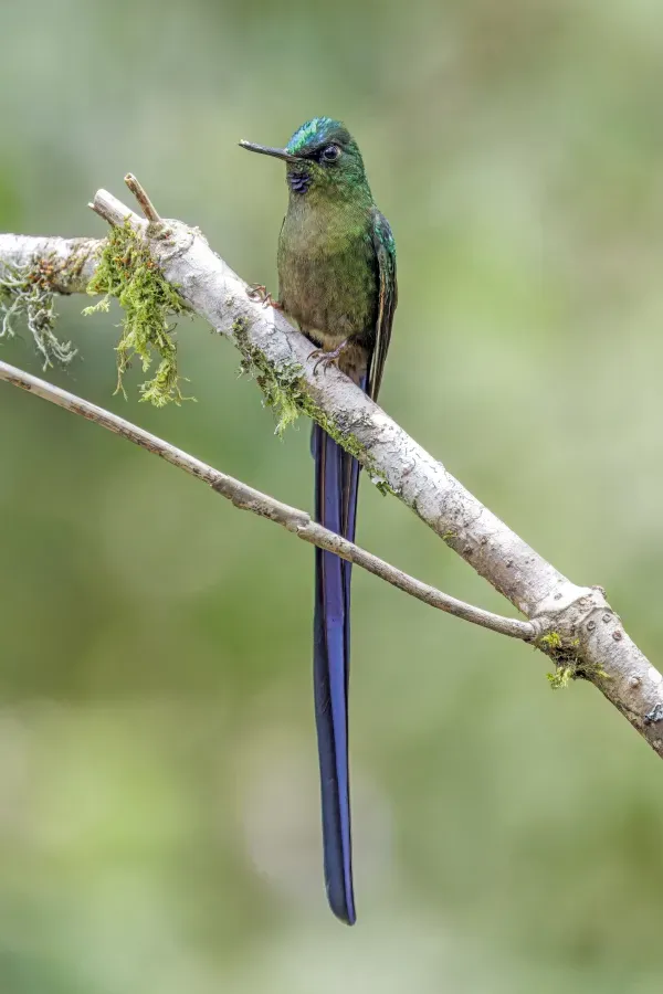 File:Violet-tailed sylph (Aglaiocercus coelestis coelestis) male Paz de las Aves.jpg