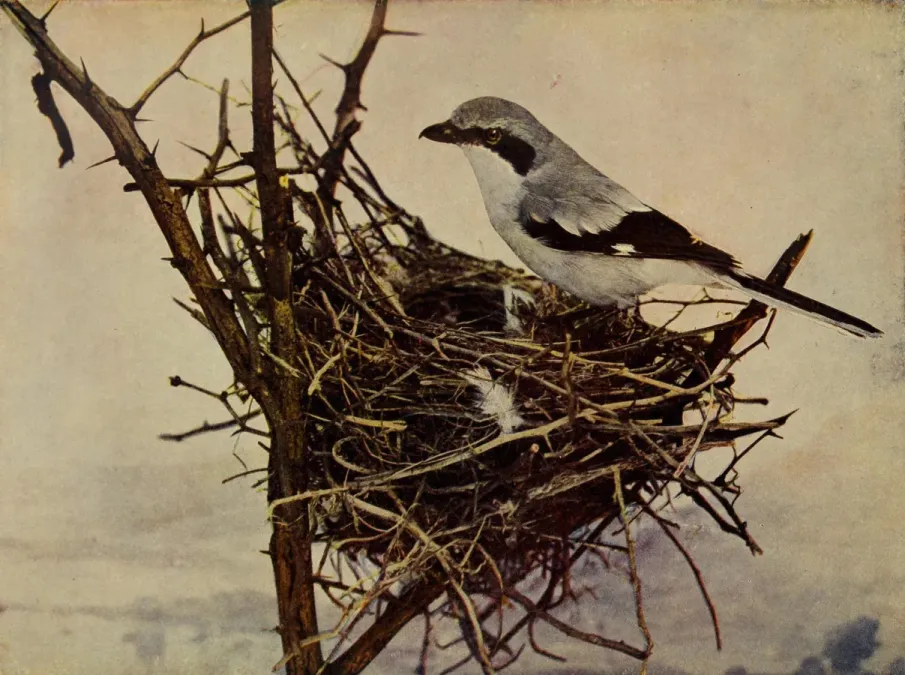 File:Lanius ludovicianus 1905.jpg