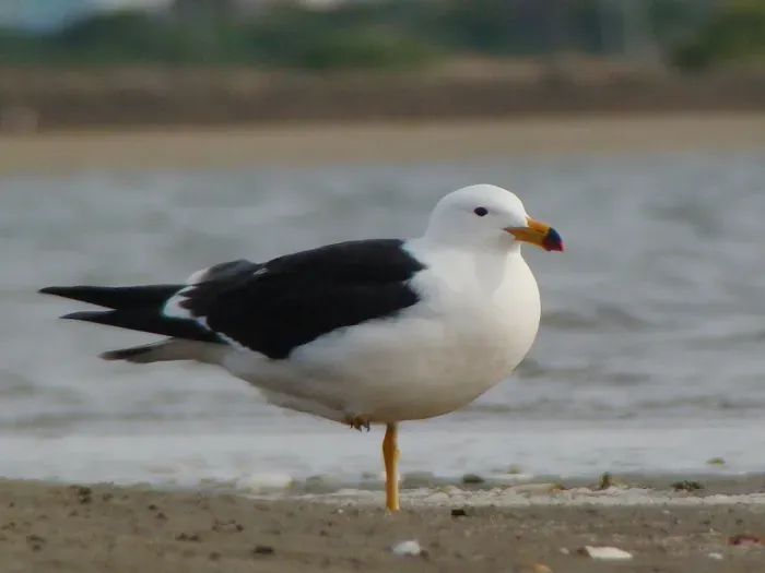 File:Larus atlanticus DCS.jpg