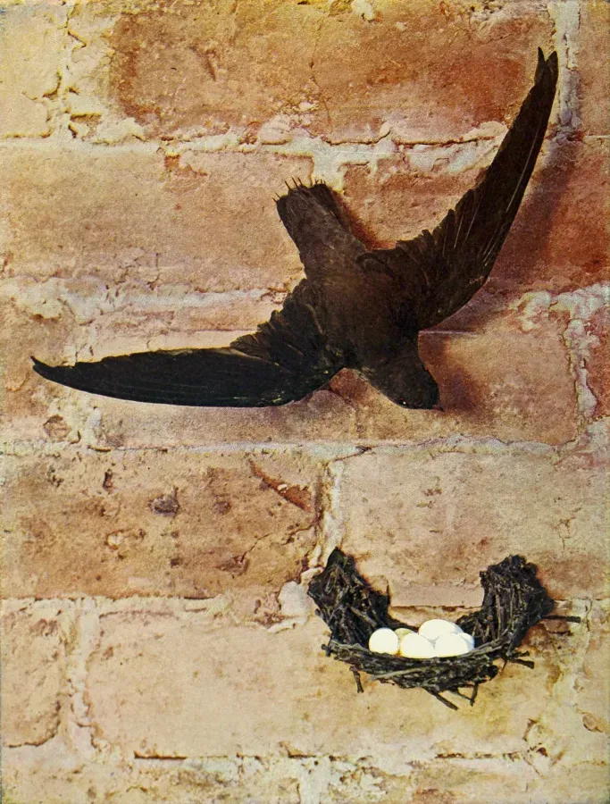 File:Chaetura pelagica 1900.jpg