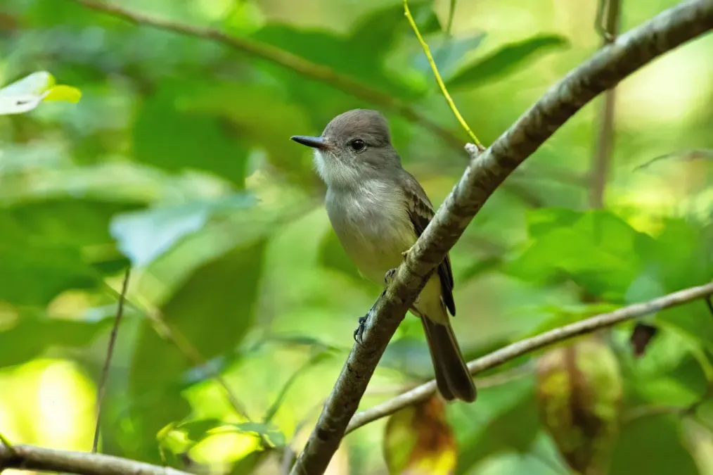 File:Myiarchus oberi sclateri 412668326.jpg