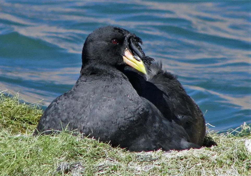 File:Fulica cornuta 258292226.jpg